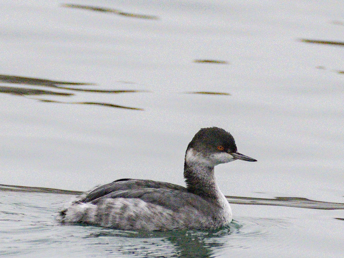Eared Grebe - ML647115731