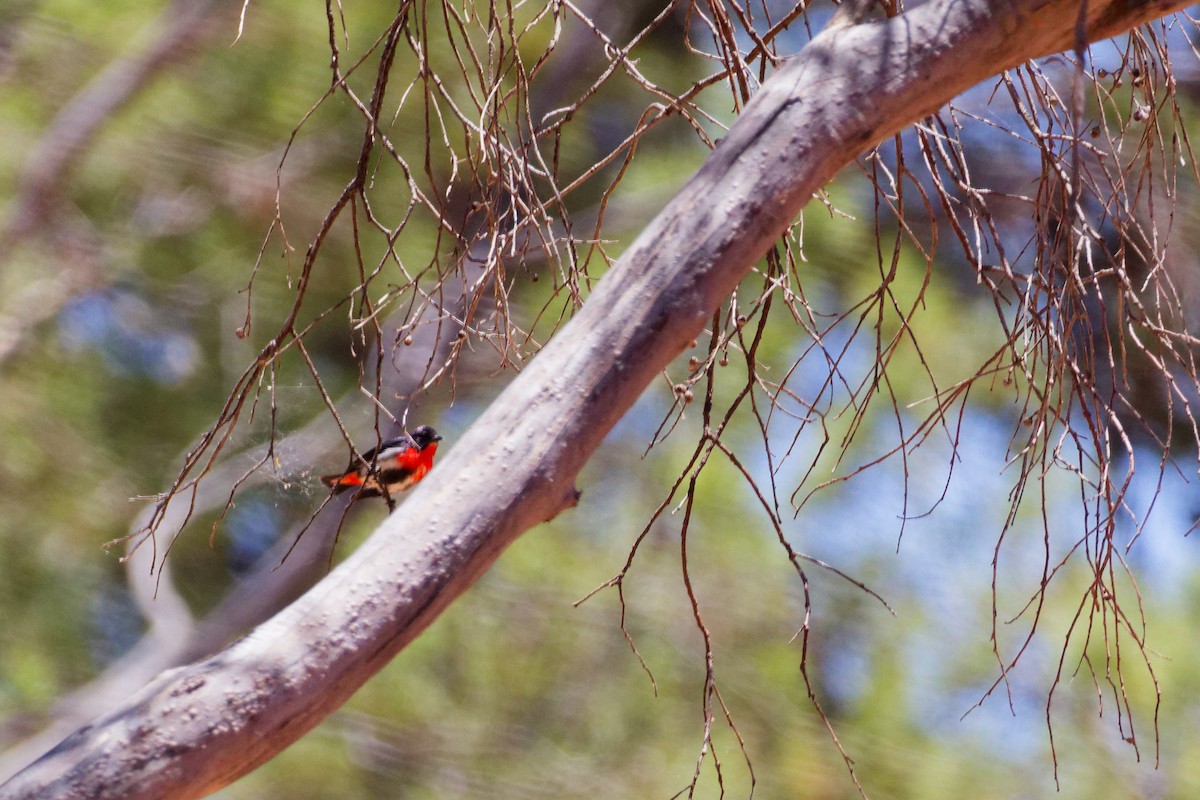 Mistletoebird - ML647115732