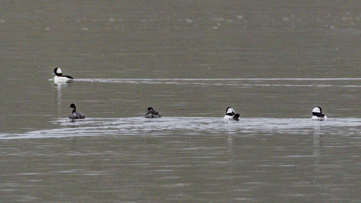 Eared Grebe - ML647115733