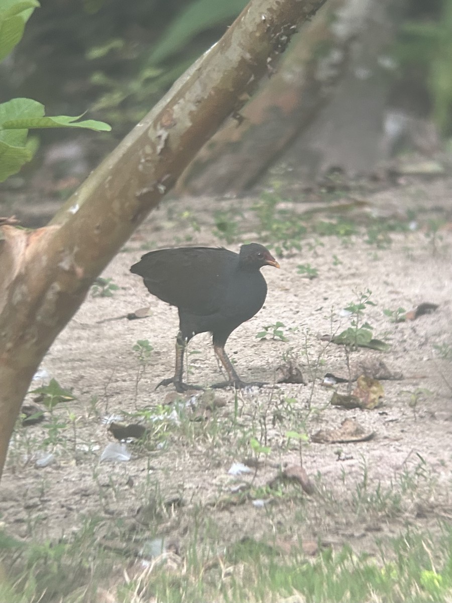 Melanesian Megapode - ML647115735