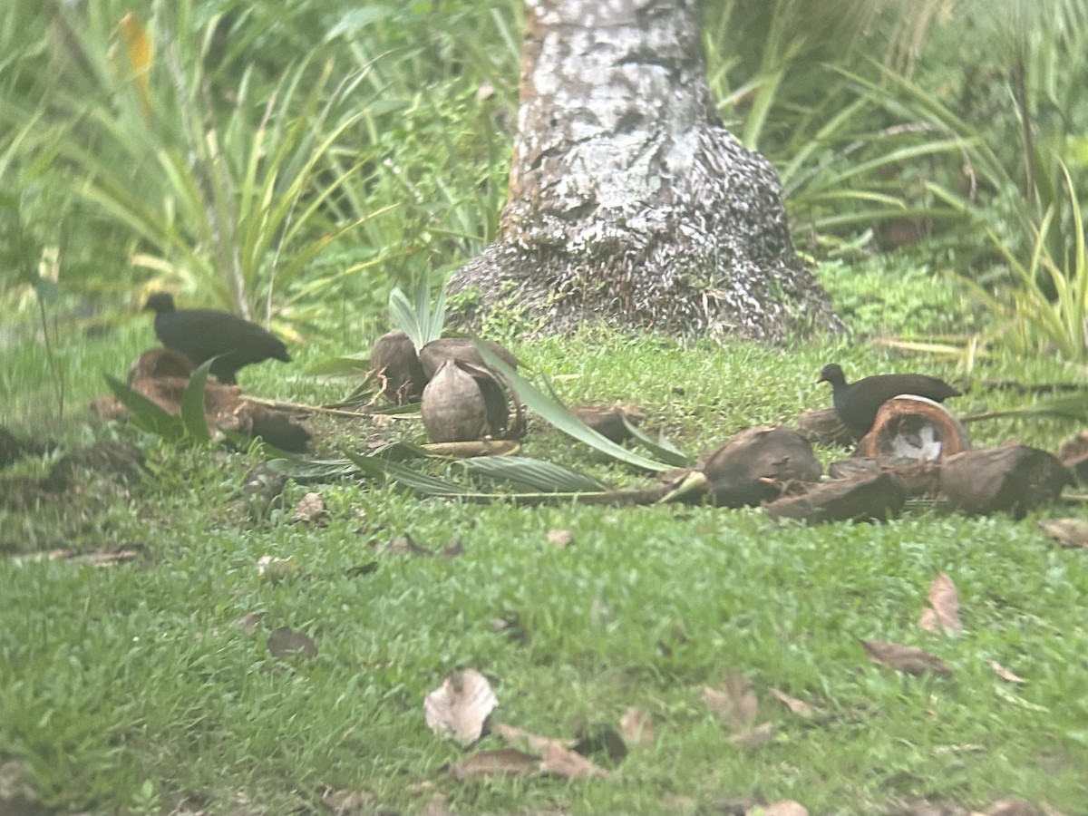 Melanesian Megapode - ML647115736