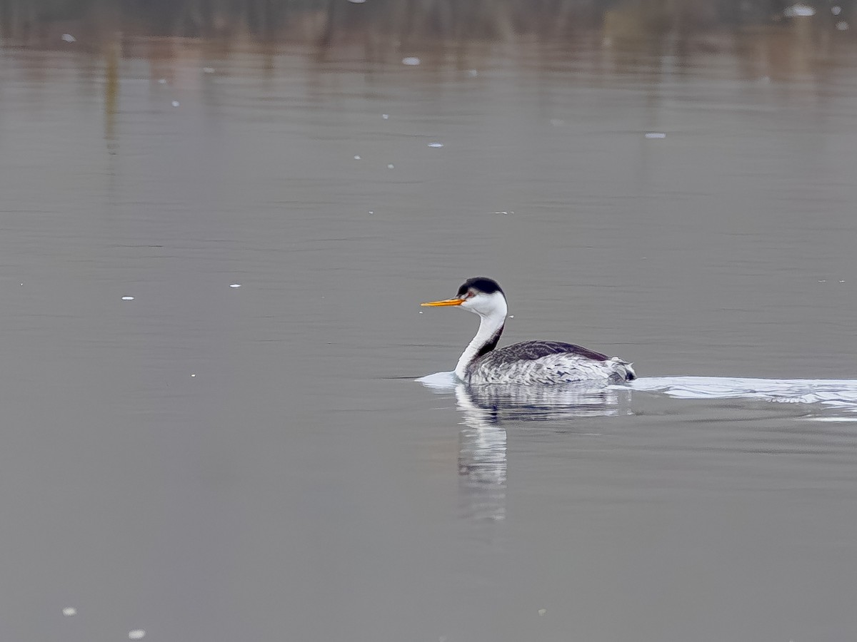 Clark's Grebe - ML647115737