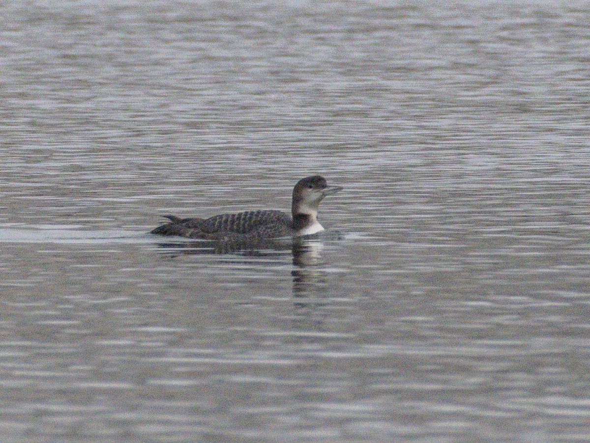 Common Loon - ML647115739