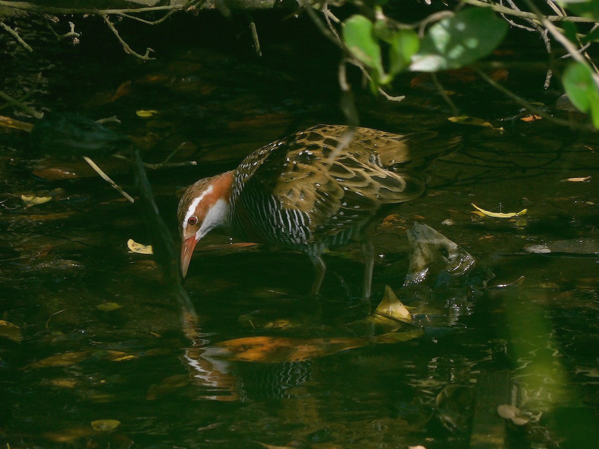 Buff-banded Rail - ML647115740