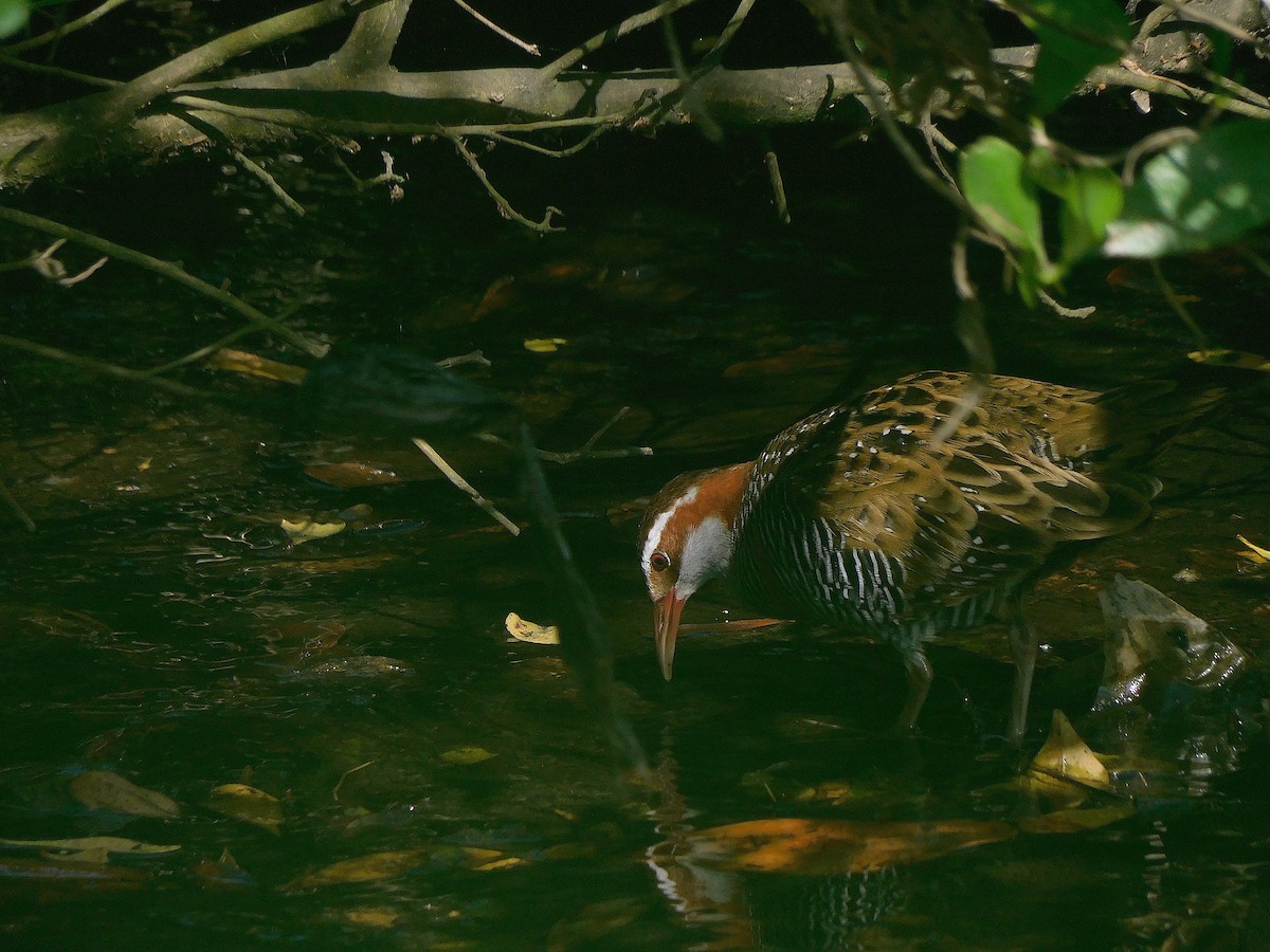 Buff-banded Rail - ML647115741
