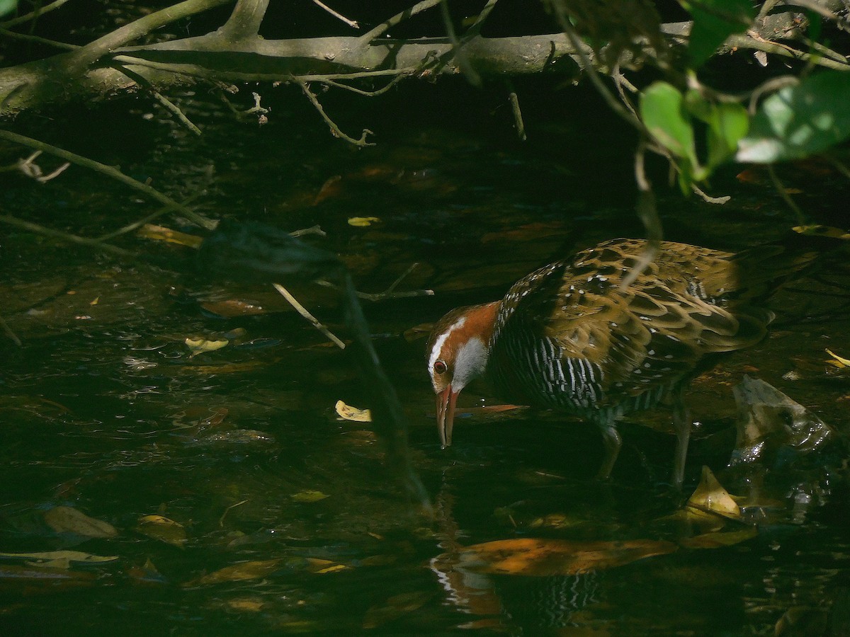 Buff-banded Rail - ML647115742