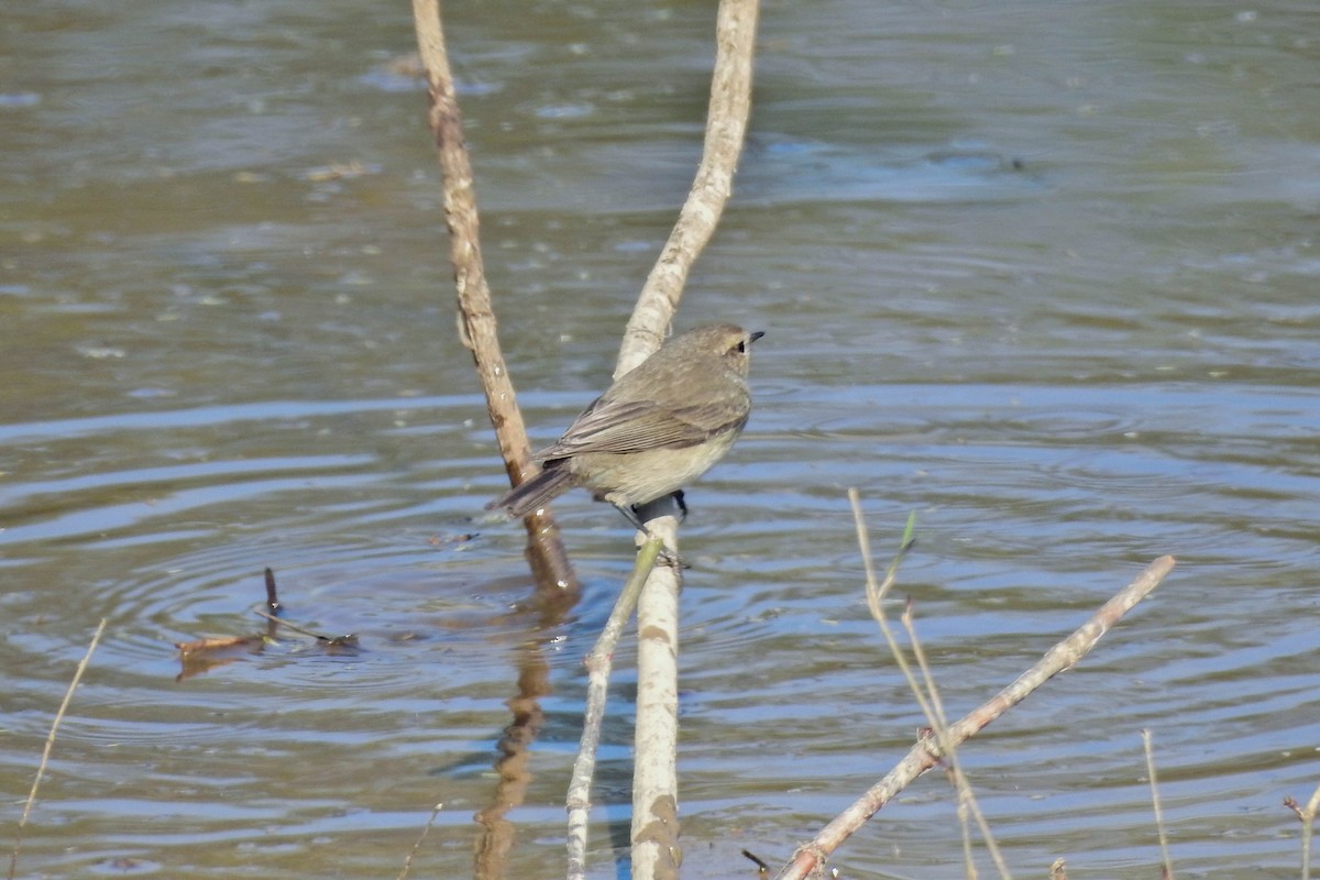 Common Chiffchaff - ML647115743