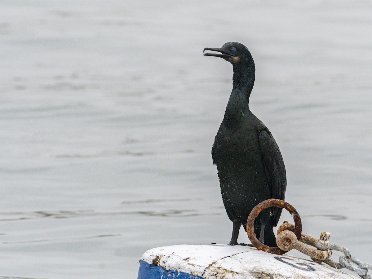 Brandt's Cormorant - ML647115744