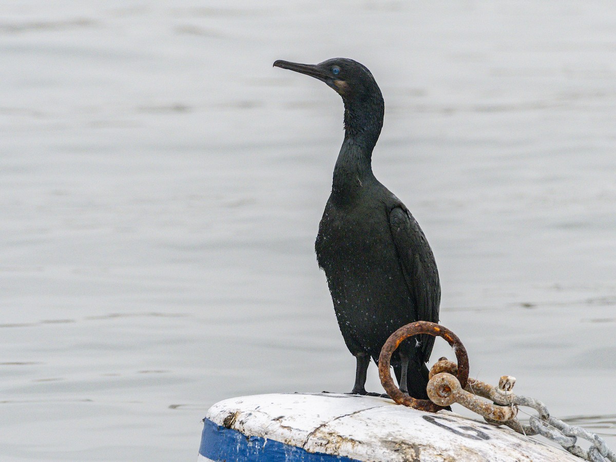 Brandt's Cormorant - ML647115745