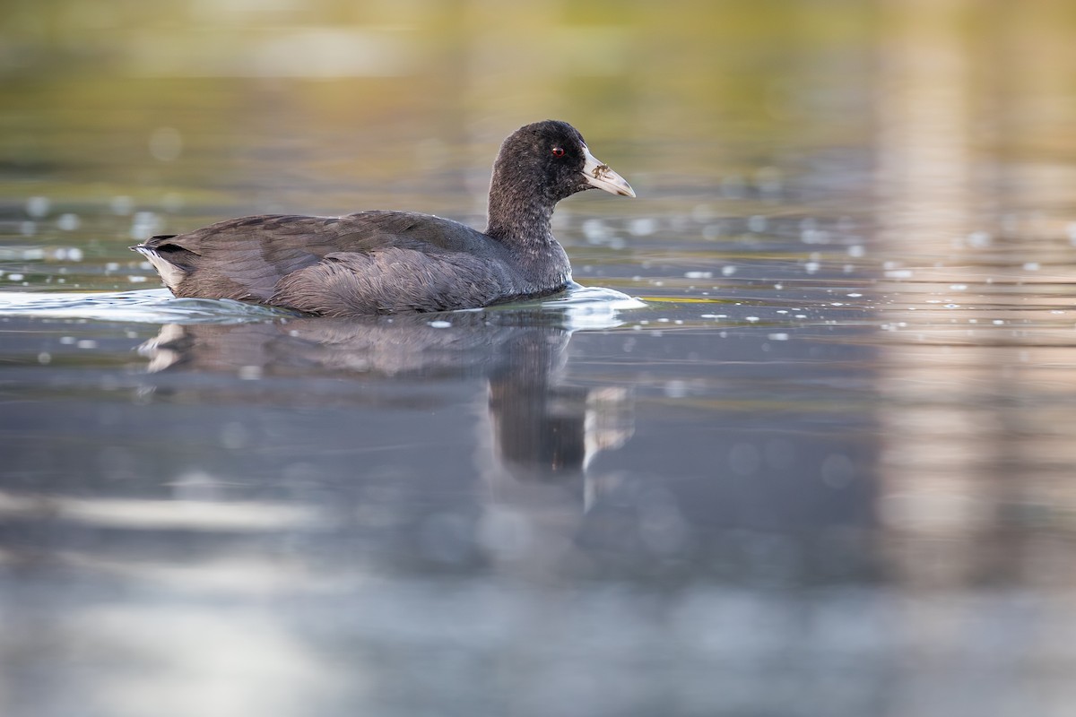 American Coot (Red-shielded) - ML647115746