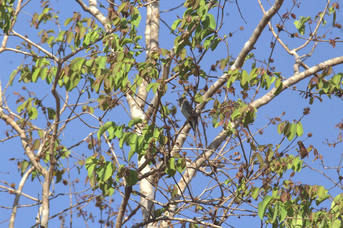 Asian Brown Flycatcher - ML647115747