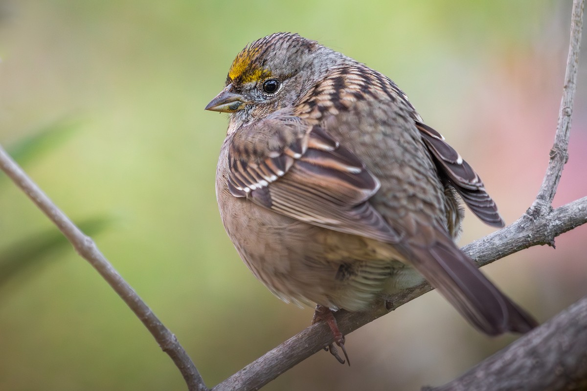 Golden-crowned Sparrow - ML647115749