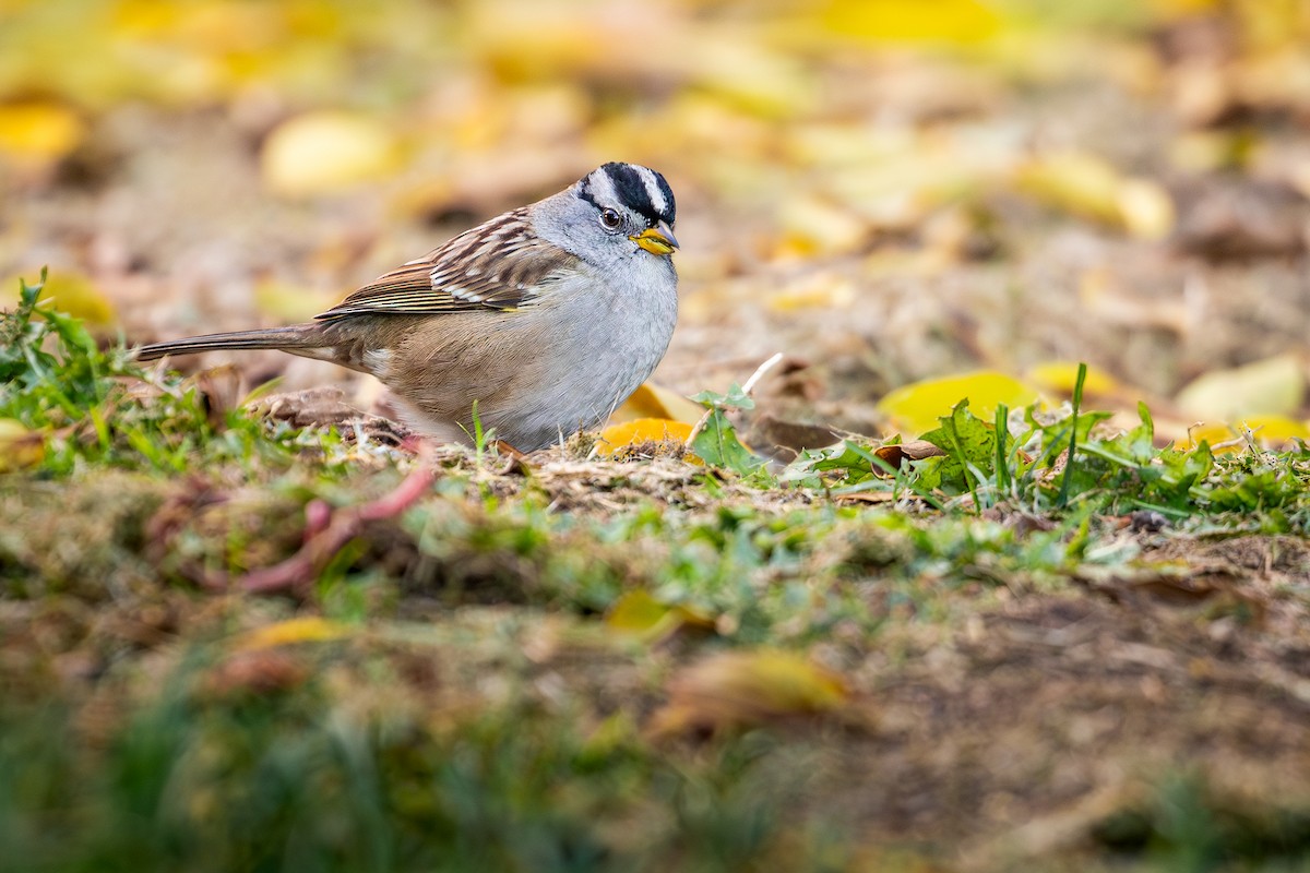 White-crowned Sparrow (pugetensis) - ML647115750
