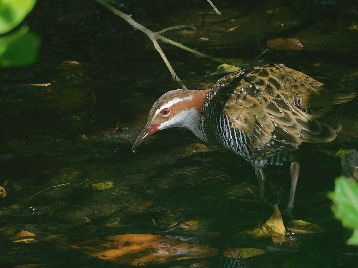 Buff-banded Rail - ML647115751