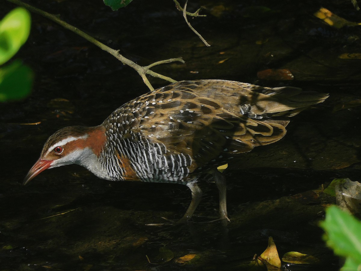 Buff-banded Rail - ML647115752