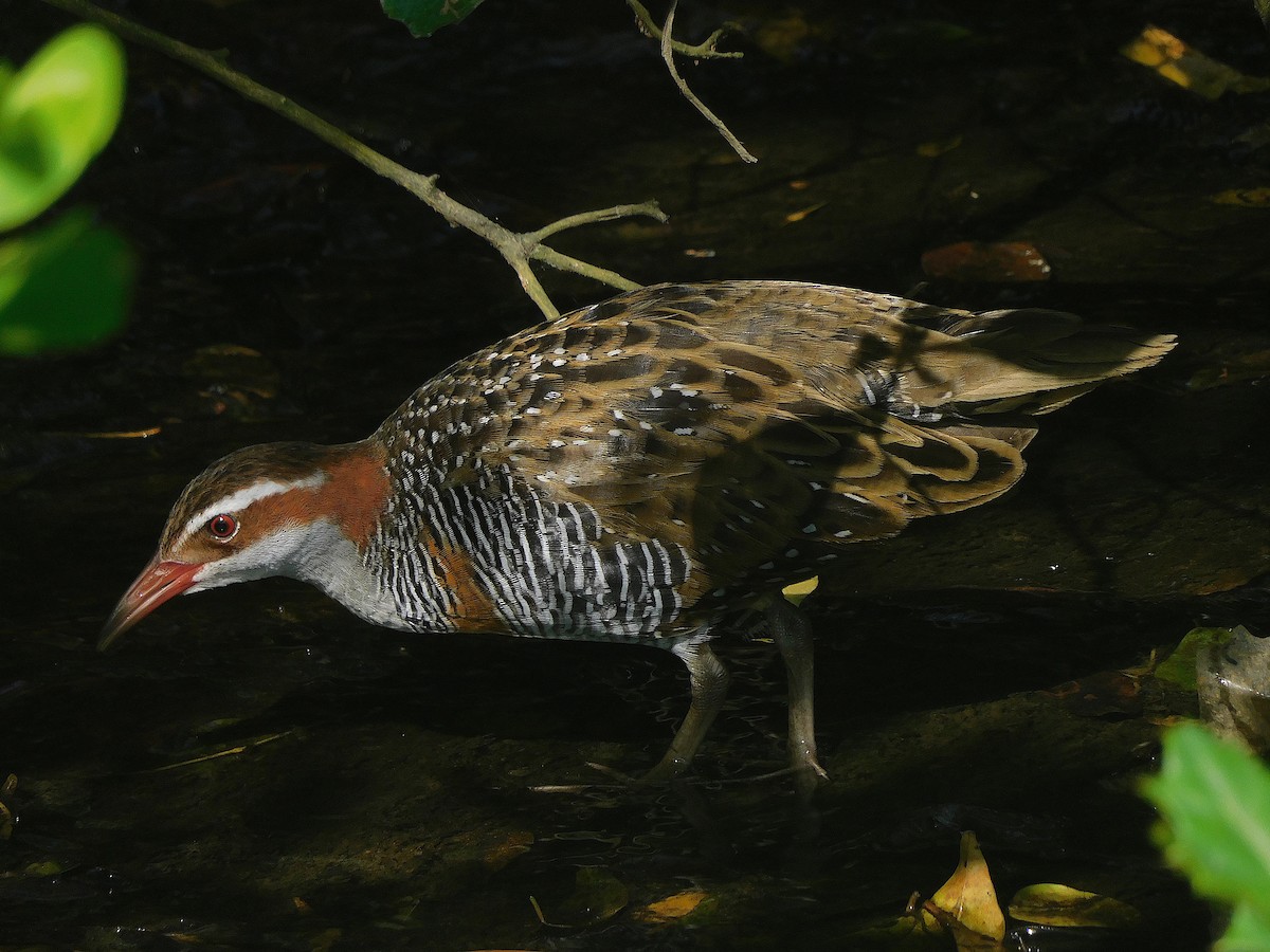Buff-banded Rail - ML647115753
