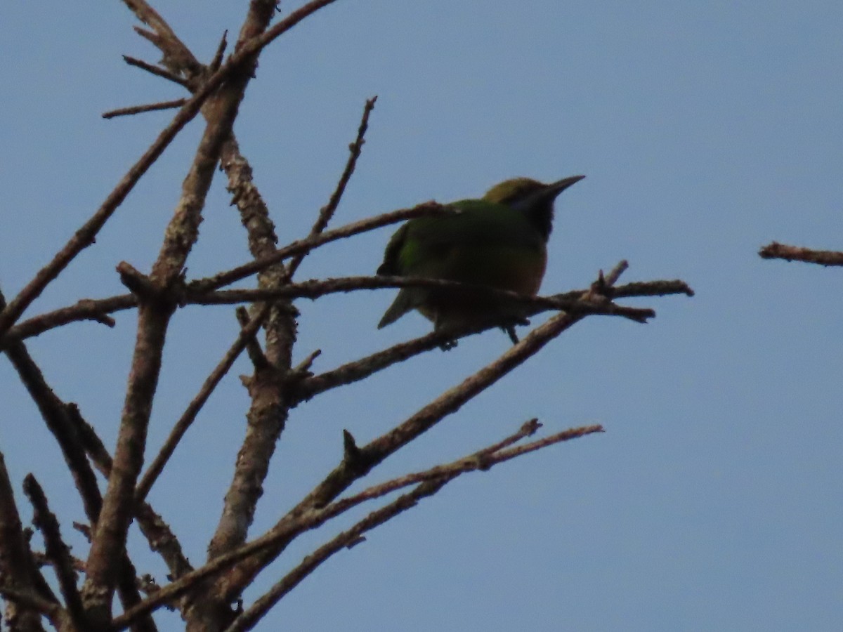 Orange-bellied Leafbird - ML647115754