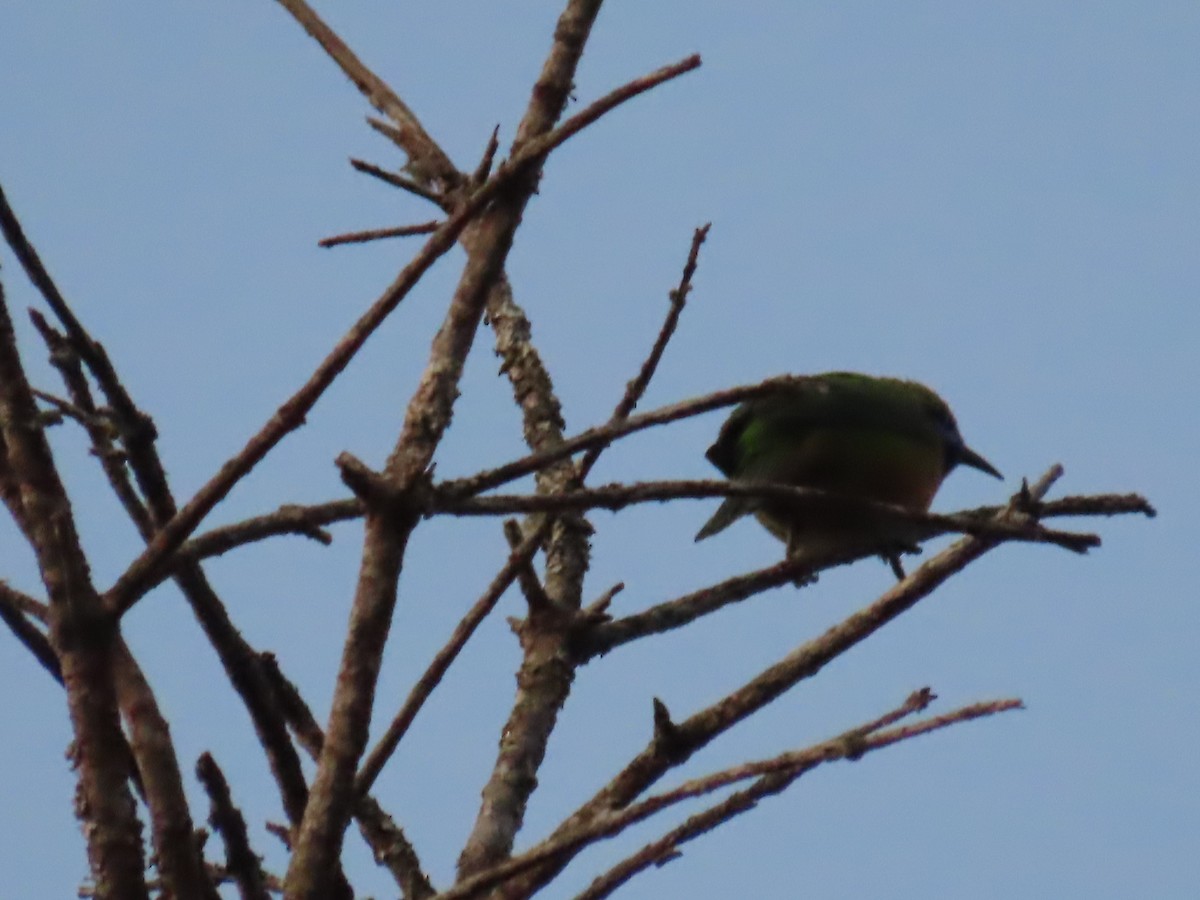 Orange-bellied Leafbird - ML647115755
