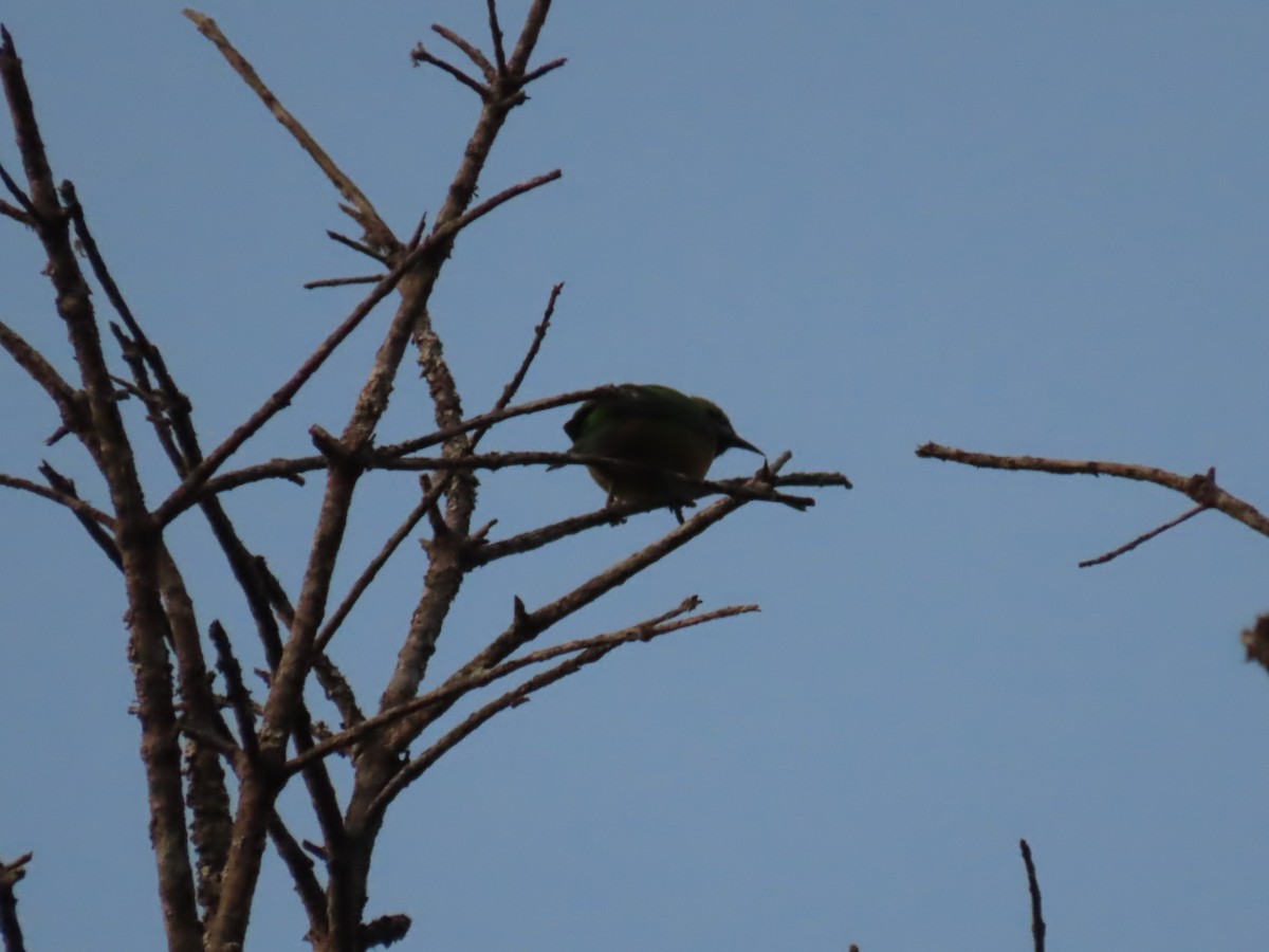 Orange-bellied Leafbird - ML647115756