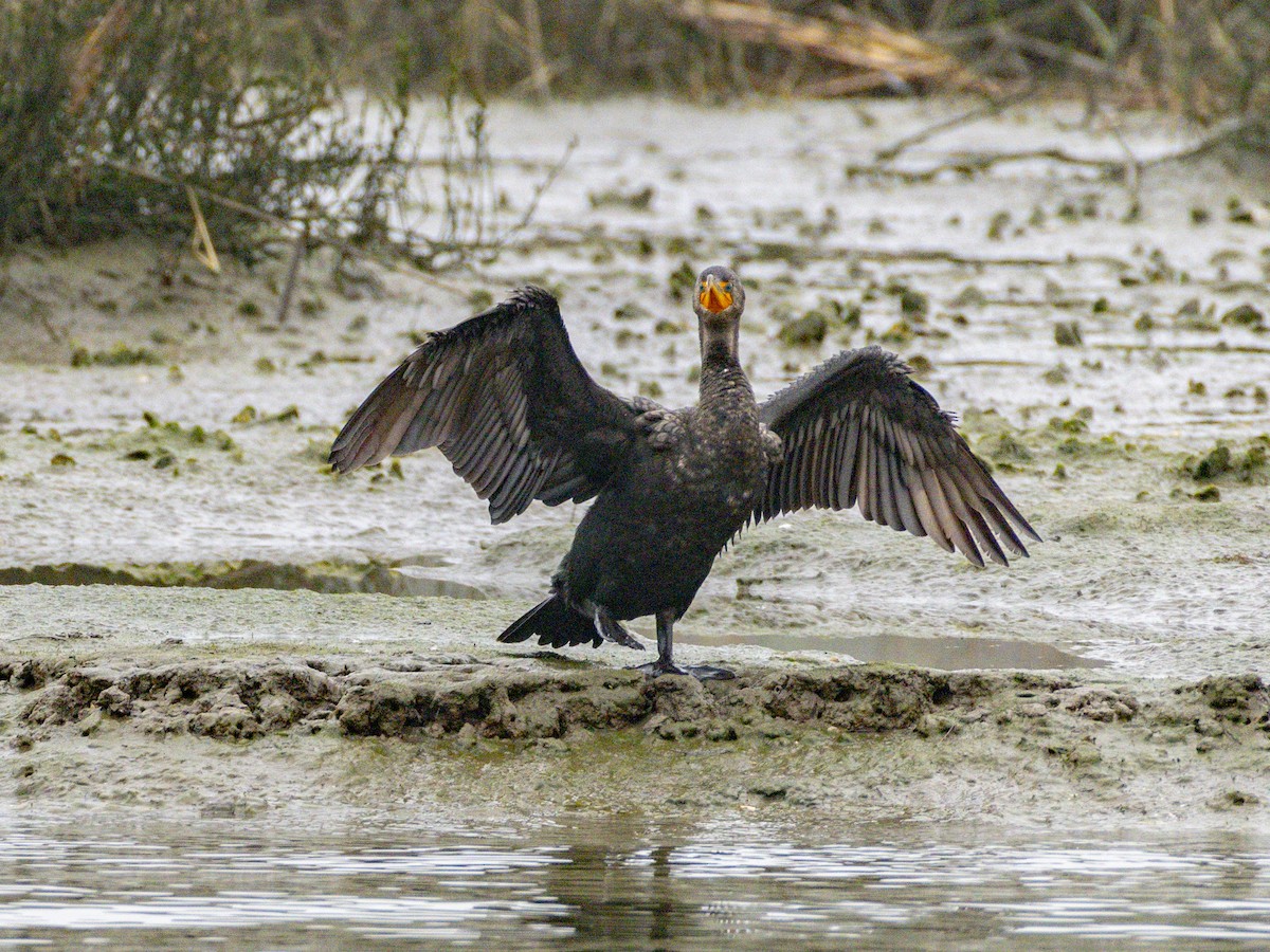 Double-crested Cormorant - ML647115757
