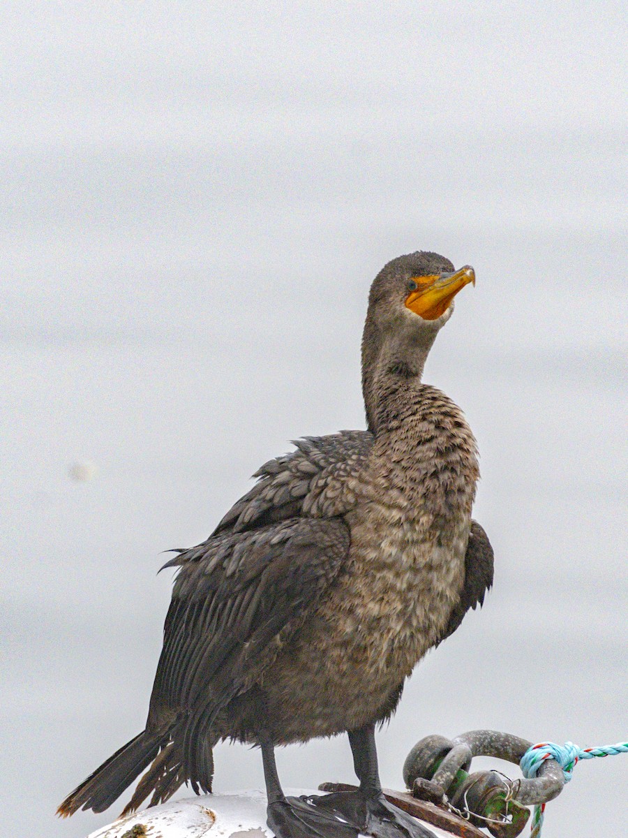 Double-crested Cormorant - ML647115758