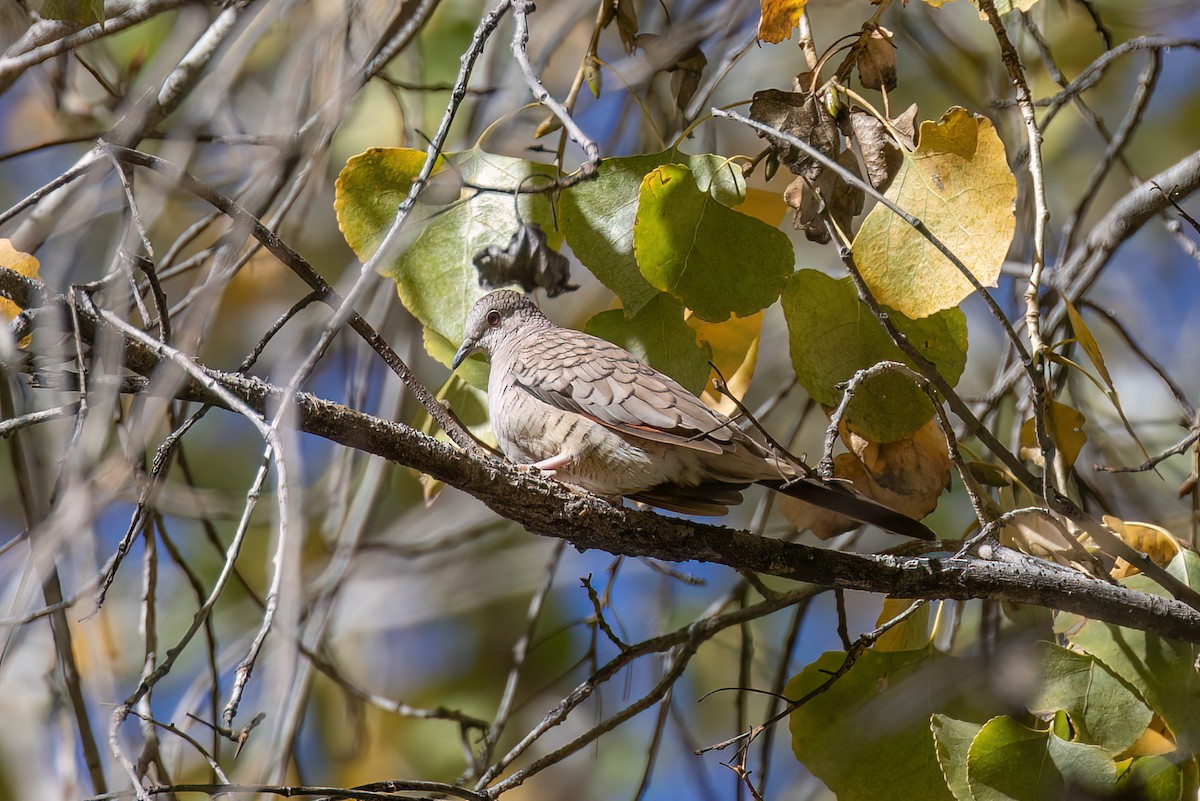 Inca Dove - ML647115760