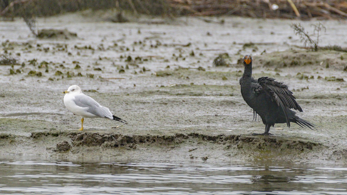 Double-crested Cormorant - ML647115768