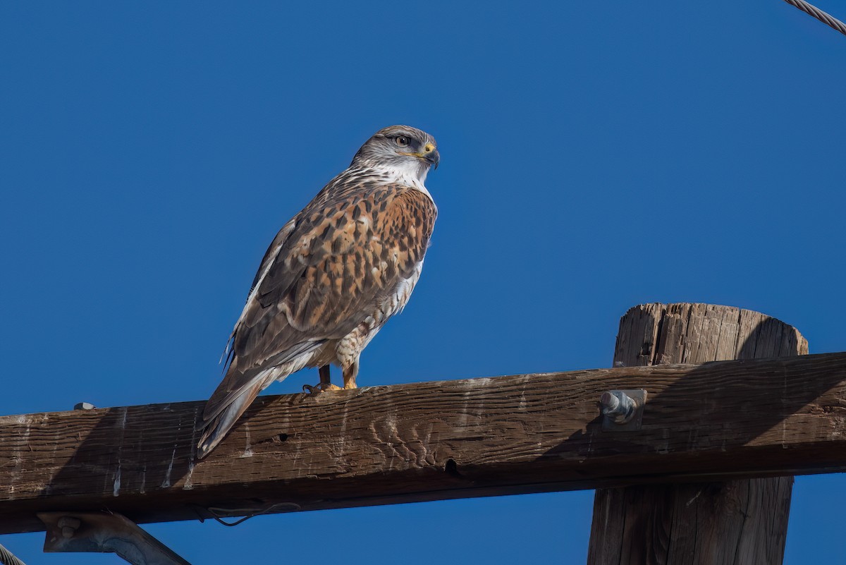 Ferruginous Hawk - ML647115772