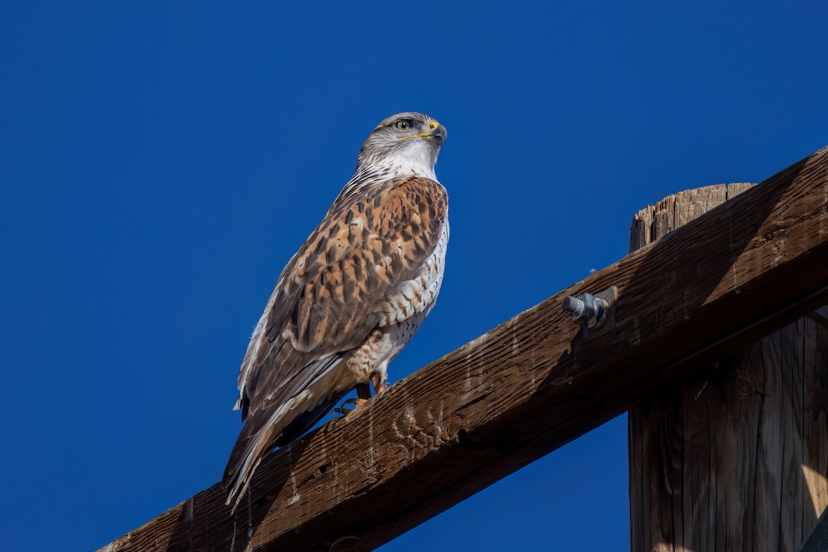 Ferruginous Hawk - ML647115773