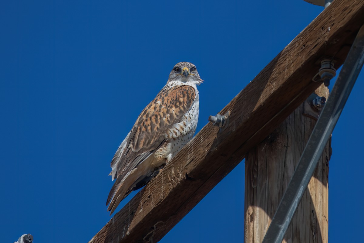 Ferruginous Hawk - ML647115774