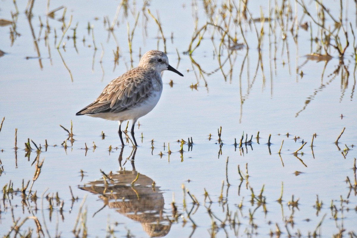 Little Stint - ML647115776