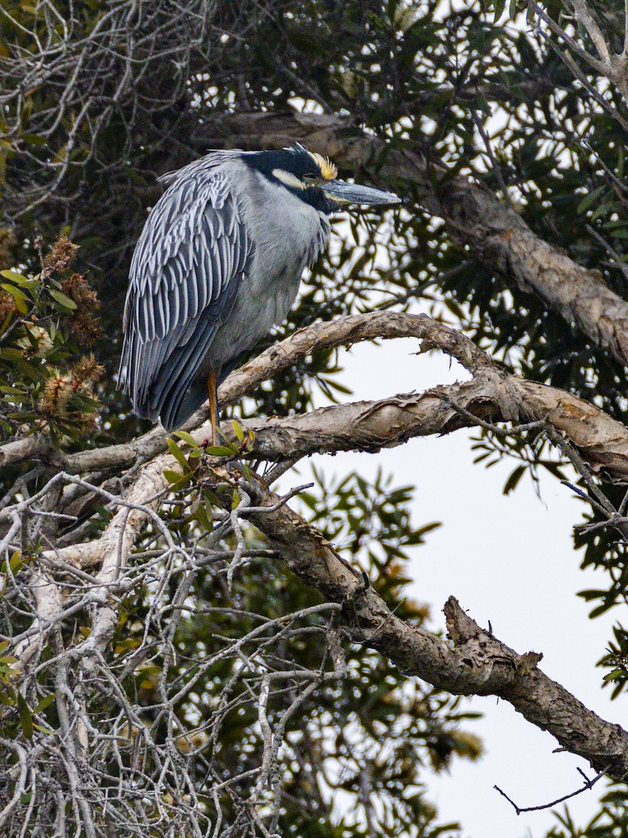 אנפת לילה צהובת-כיפה - ML647115781
