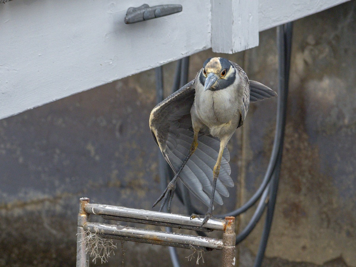 אנפת לילה צהובת-כיפה - ML647115782