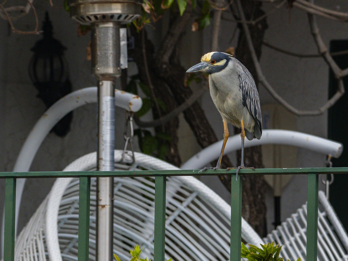 אנפת לילה צהובת-כיפה - ML647115783