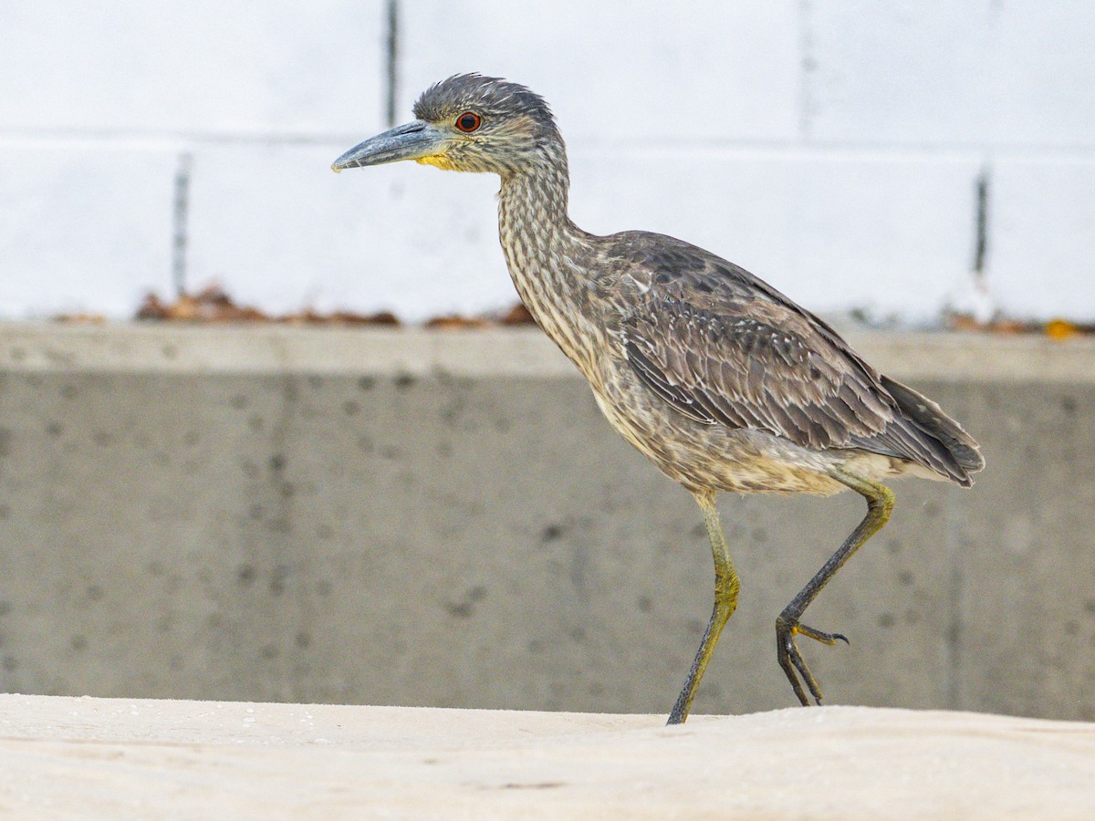 אנפת לילה צהובת-כיפה - ML647115784