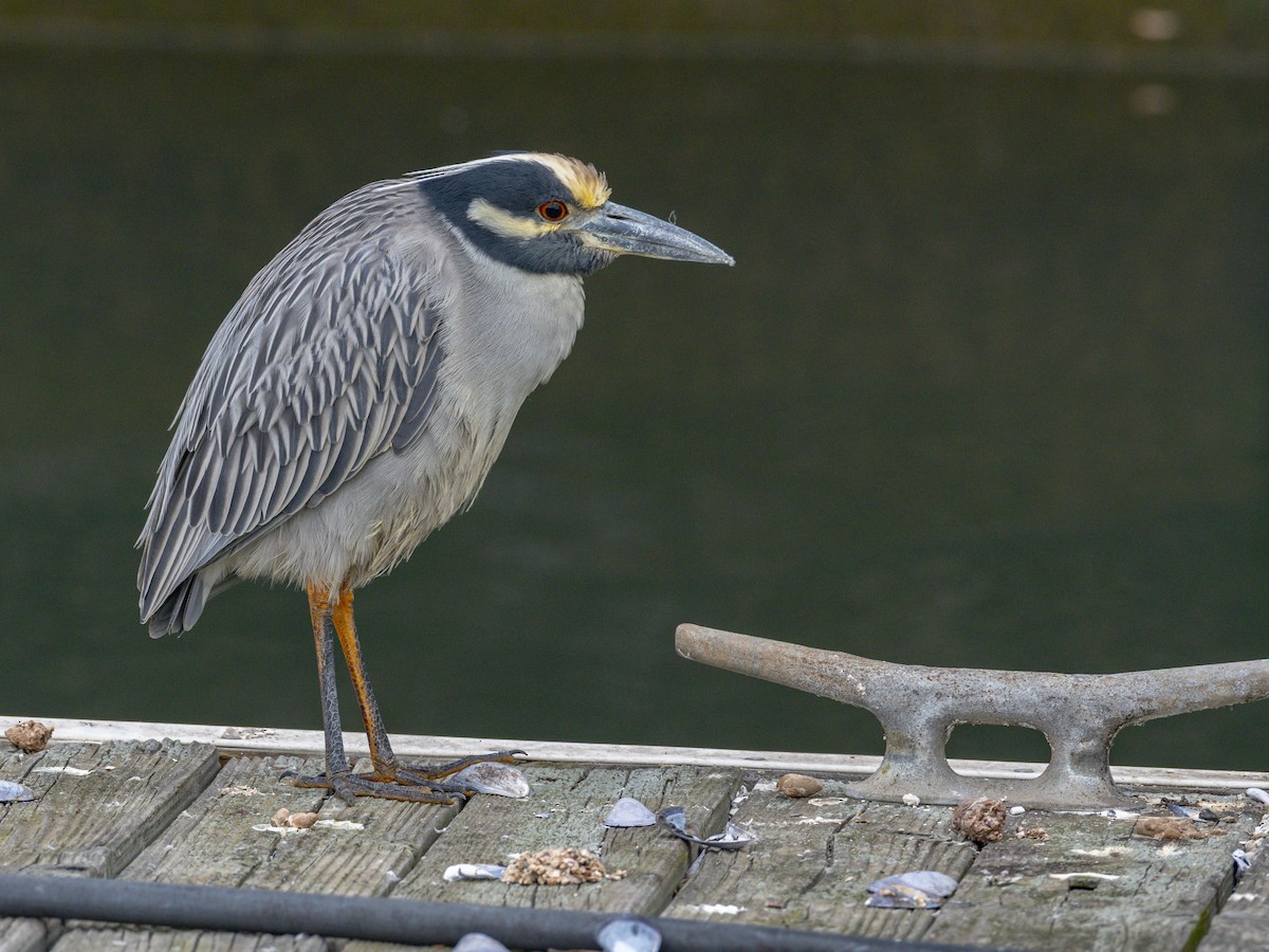 אנפת לילה צהובת-כיפה - ML647115785