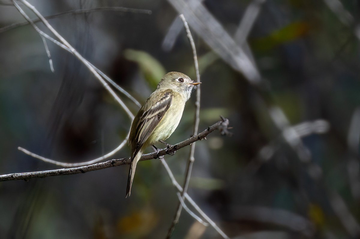 ハモンドメジロハエトリ - ML647115786