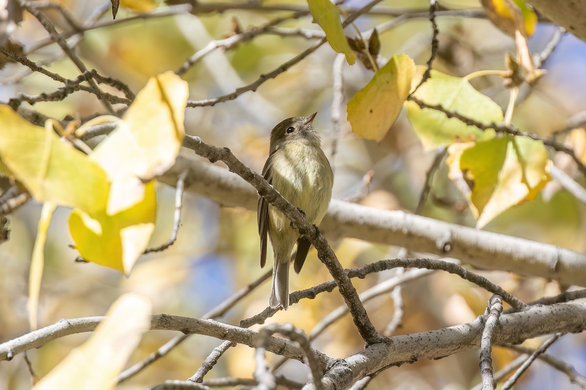 ハモンドメジロハエトリ - ML647115787