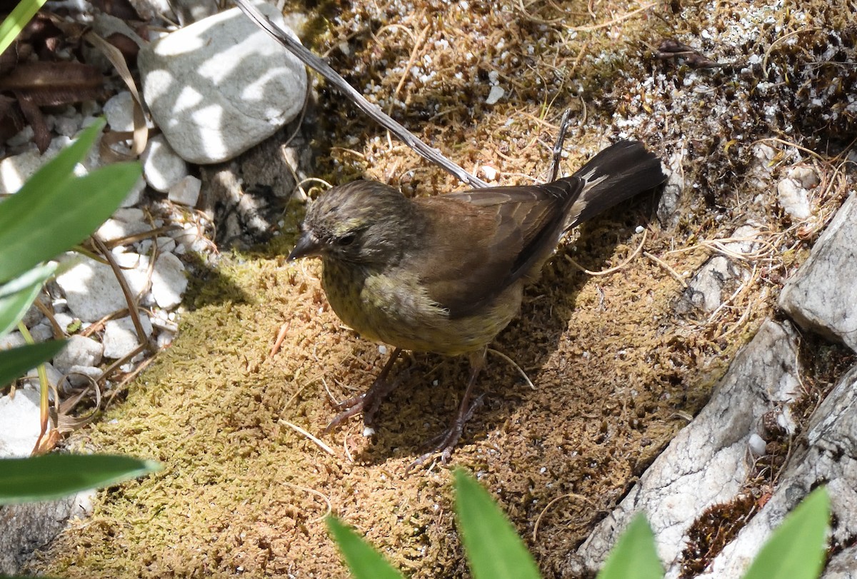 zvonohlík žlutohnědý - ML647115788