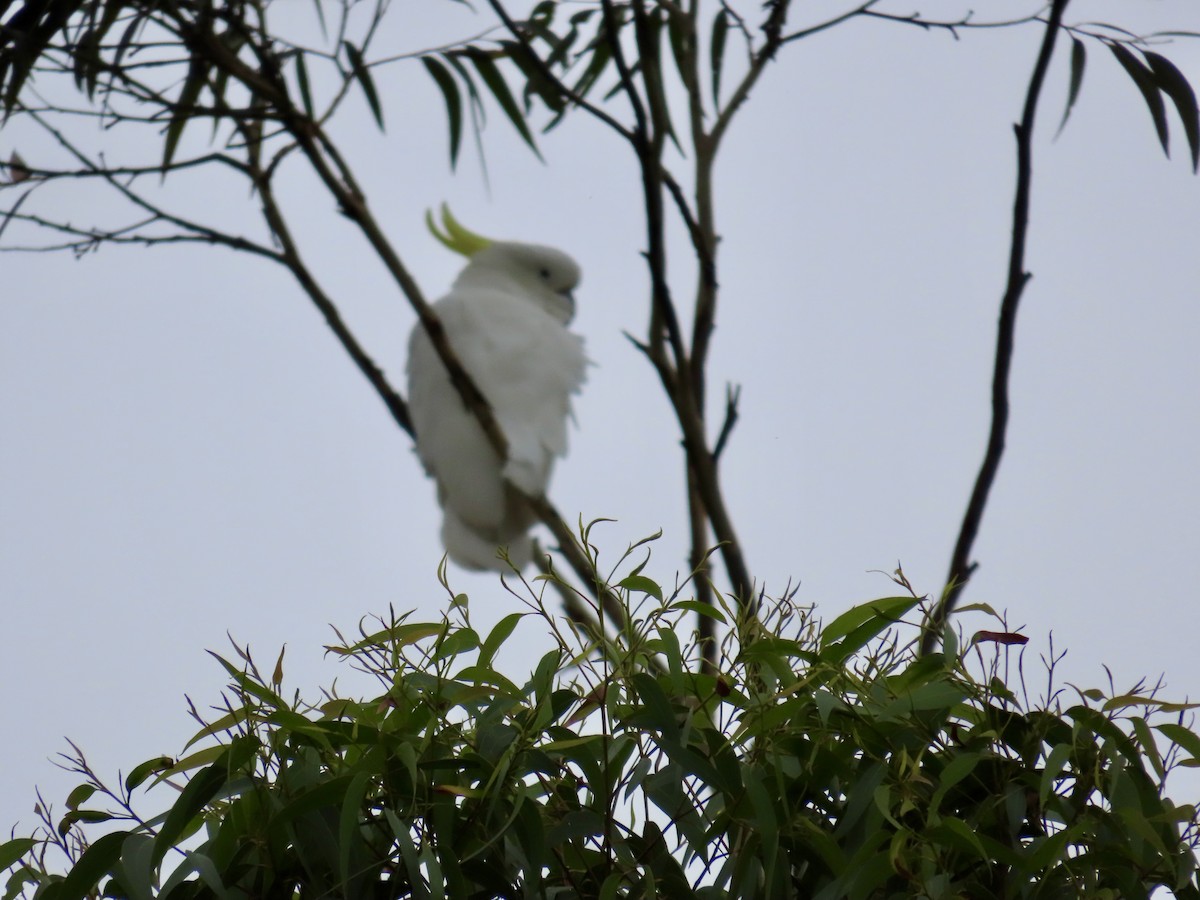 Какаду жовточубий - ML647115819