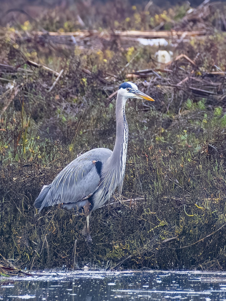 Great Blue Heron - ML647115820