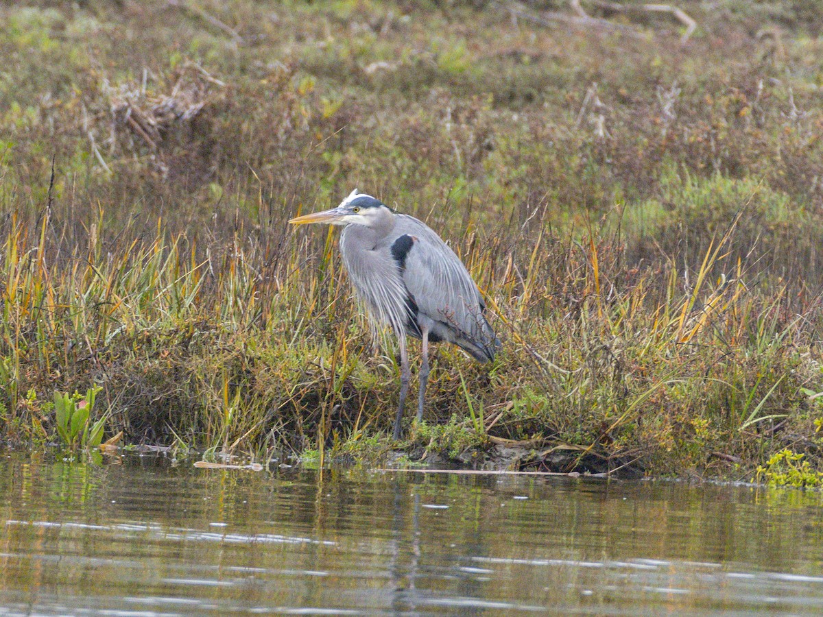 Great Blue Heron - ML647115821