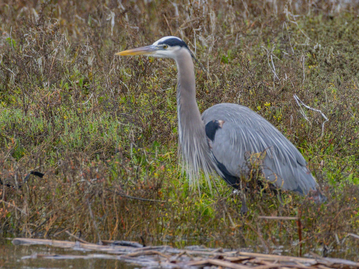 Great Blue Heron - ML647115822