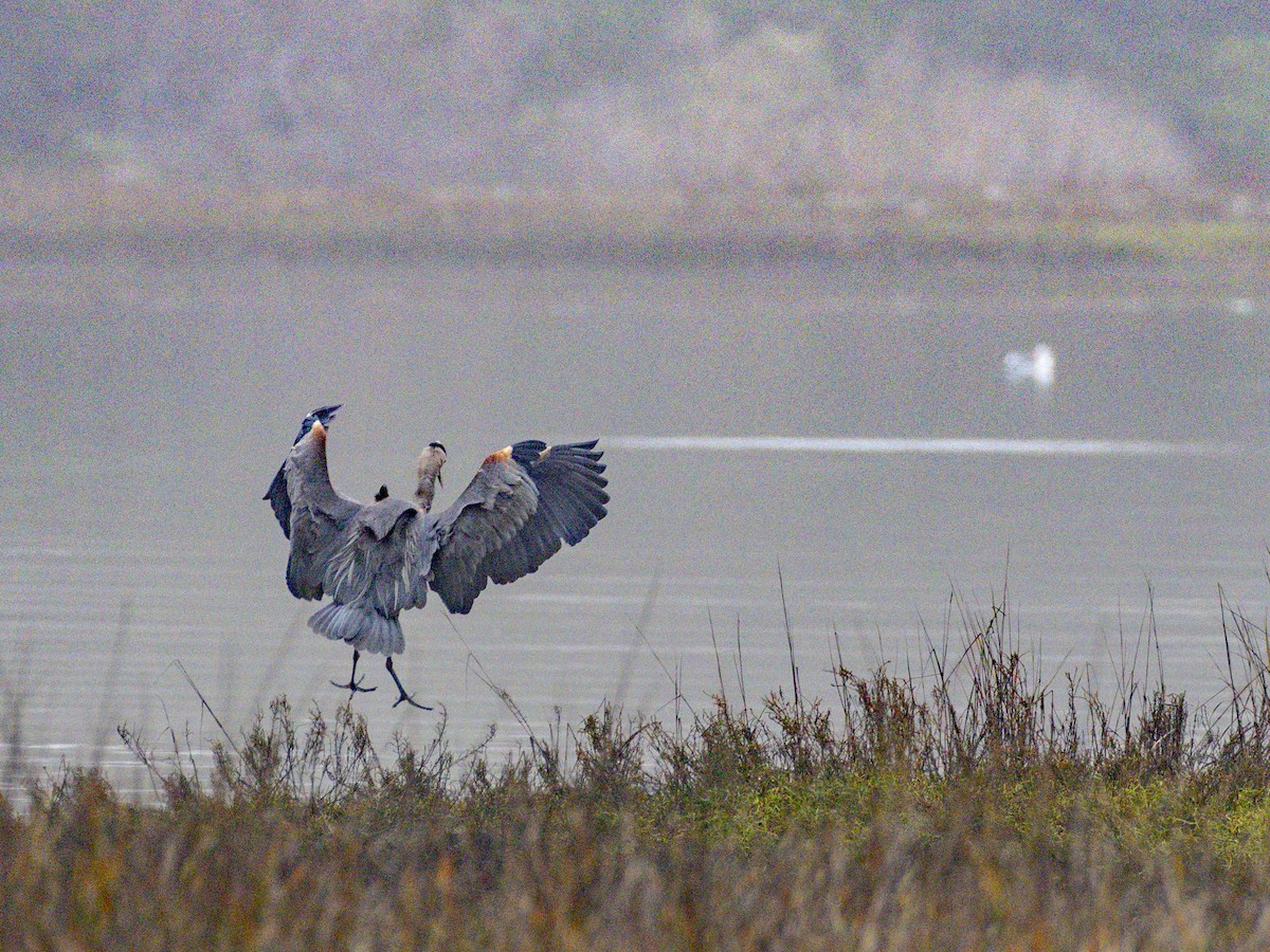 Great Blue Heron - ML647115823