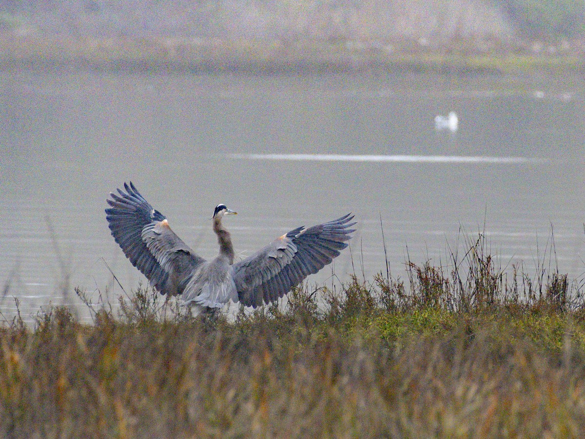 Great Blue Heron - ML647115824