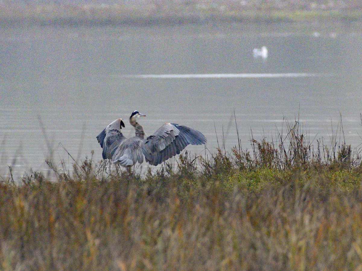 Great Blue Heron - ML647115825