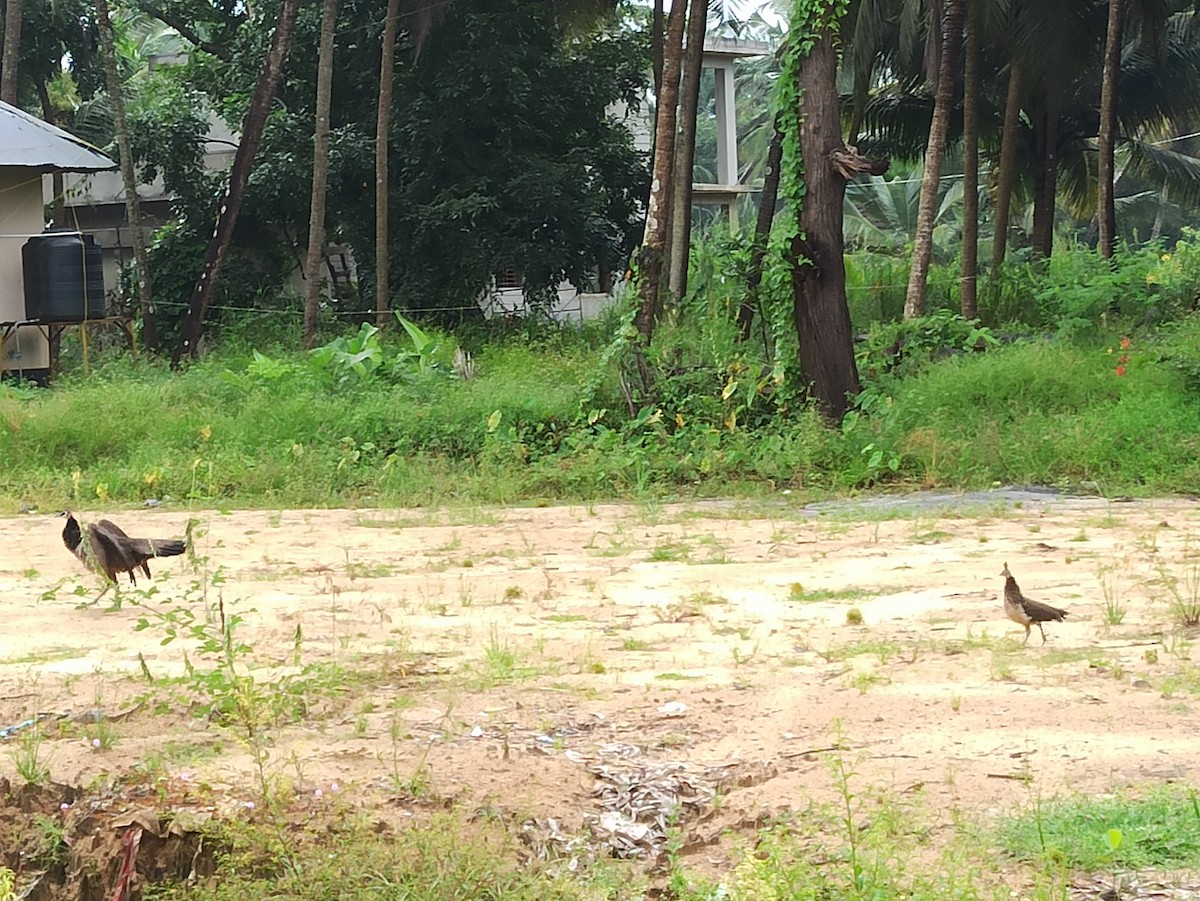 藍孔雀 - ML647115836