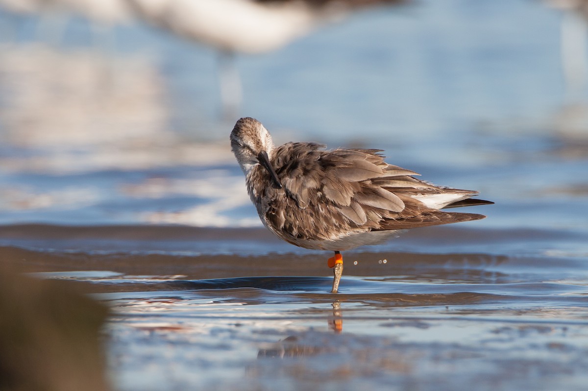 חופית להקנית - ML647115857
