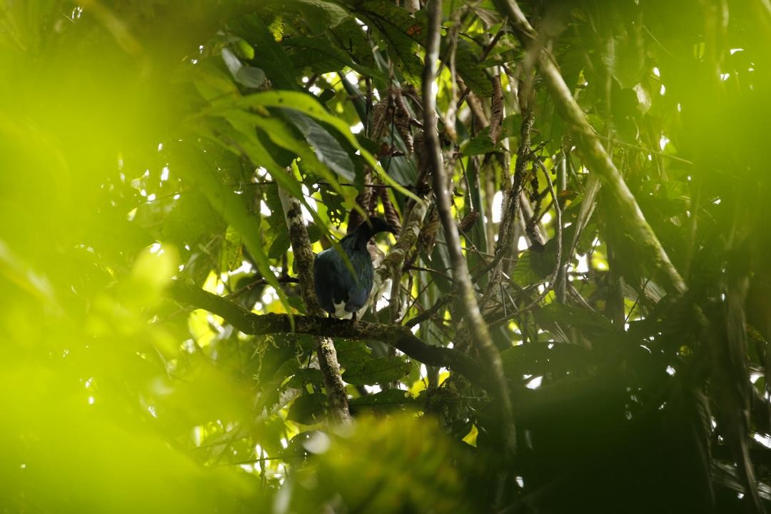 Nicobar Pigeon - ML647115879
