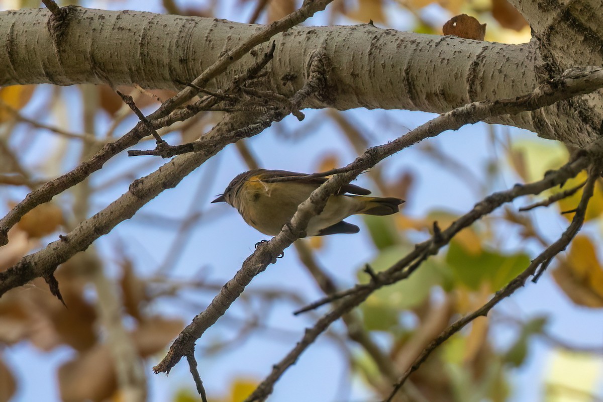 Горихвостковая древесница - ML647115881